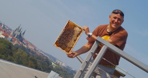 Beekeeping on the Roof of the Museum of Agriculture